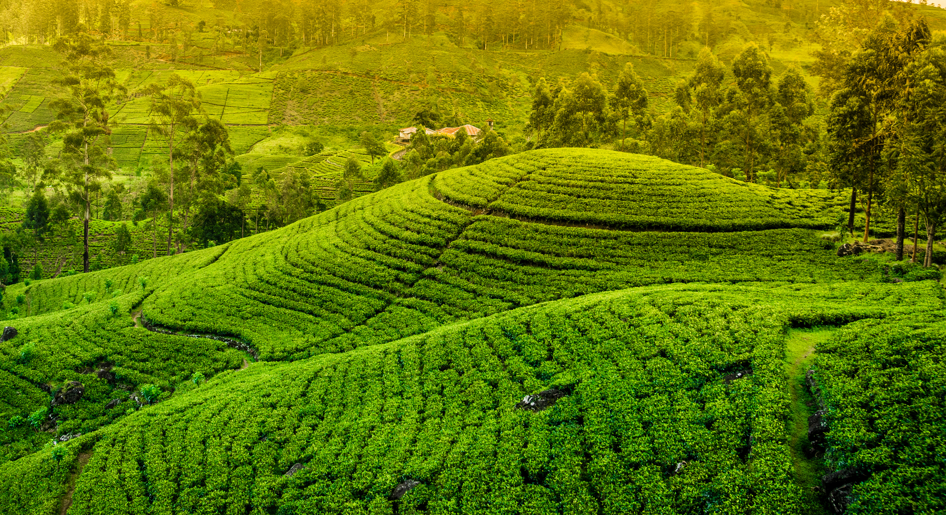 Tea Plantation - Nuwar Eliya-Sri Lanka.jpg